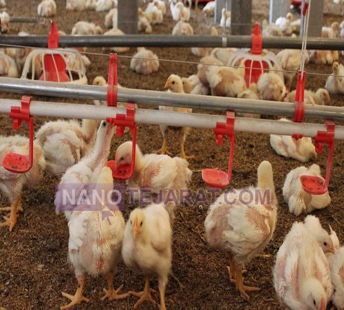 poultry equipment